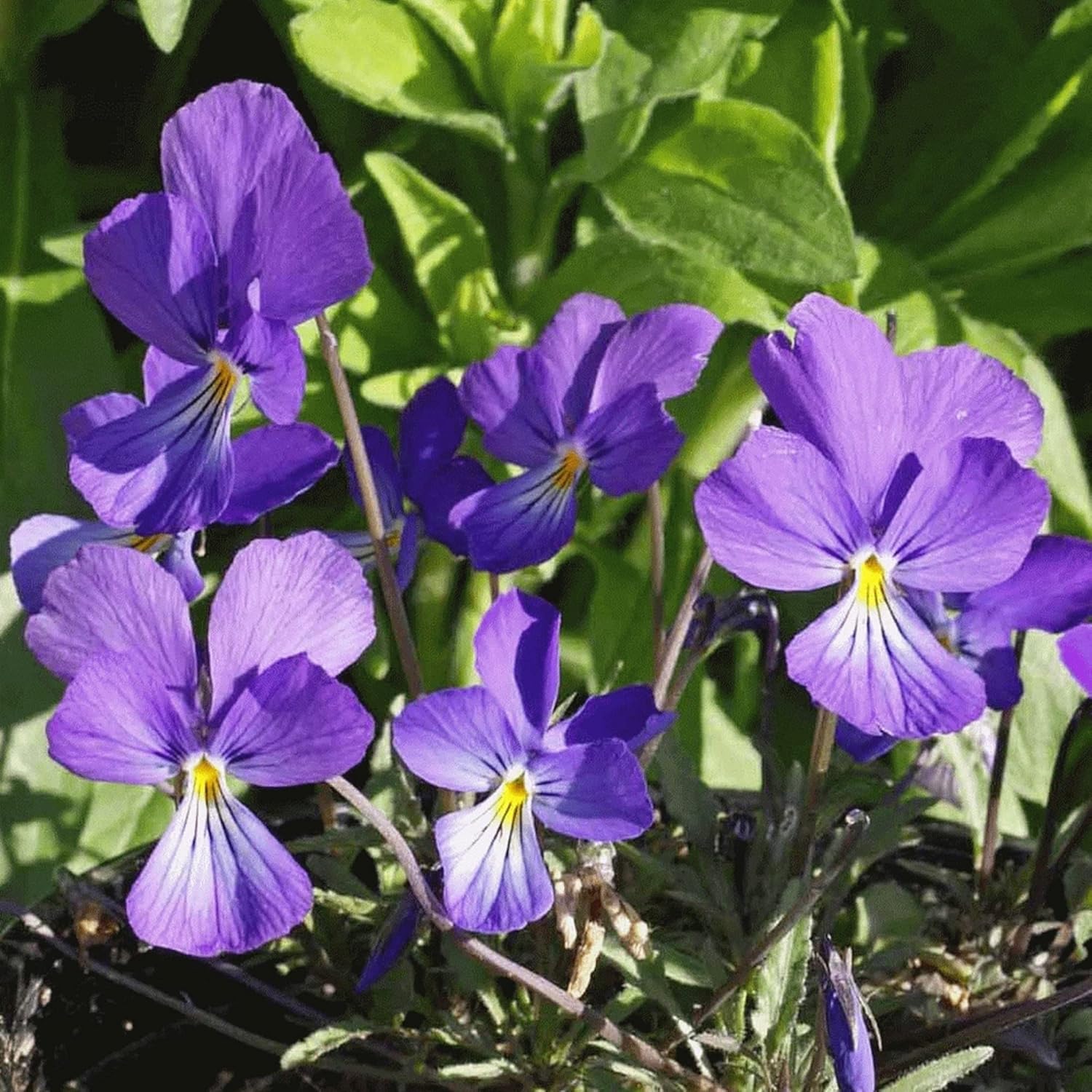 Prairie Violet Seeds Hardy Deep Blue-Violet Flowers U782