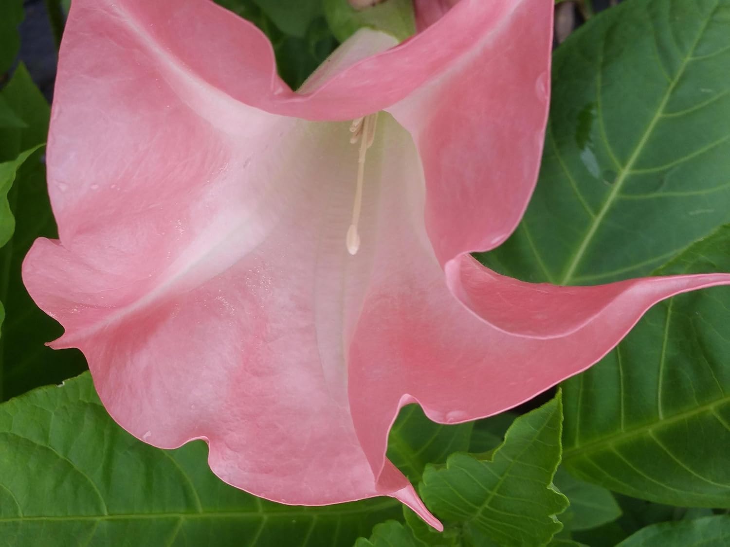 Butterfly Pink Brugmansia Angels Trumpet Live Tropical Plant Fragrant Flower Starter Size 4 Inch Pot R7513