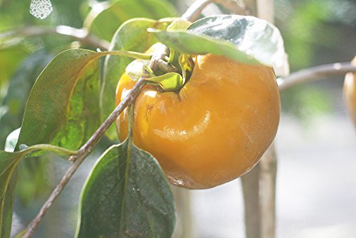 Fuyu Asian Persimmon Tree, Live Plant (3-4 ft.) A9476