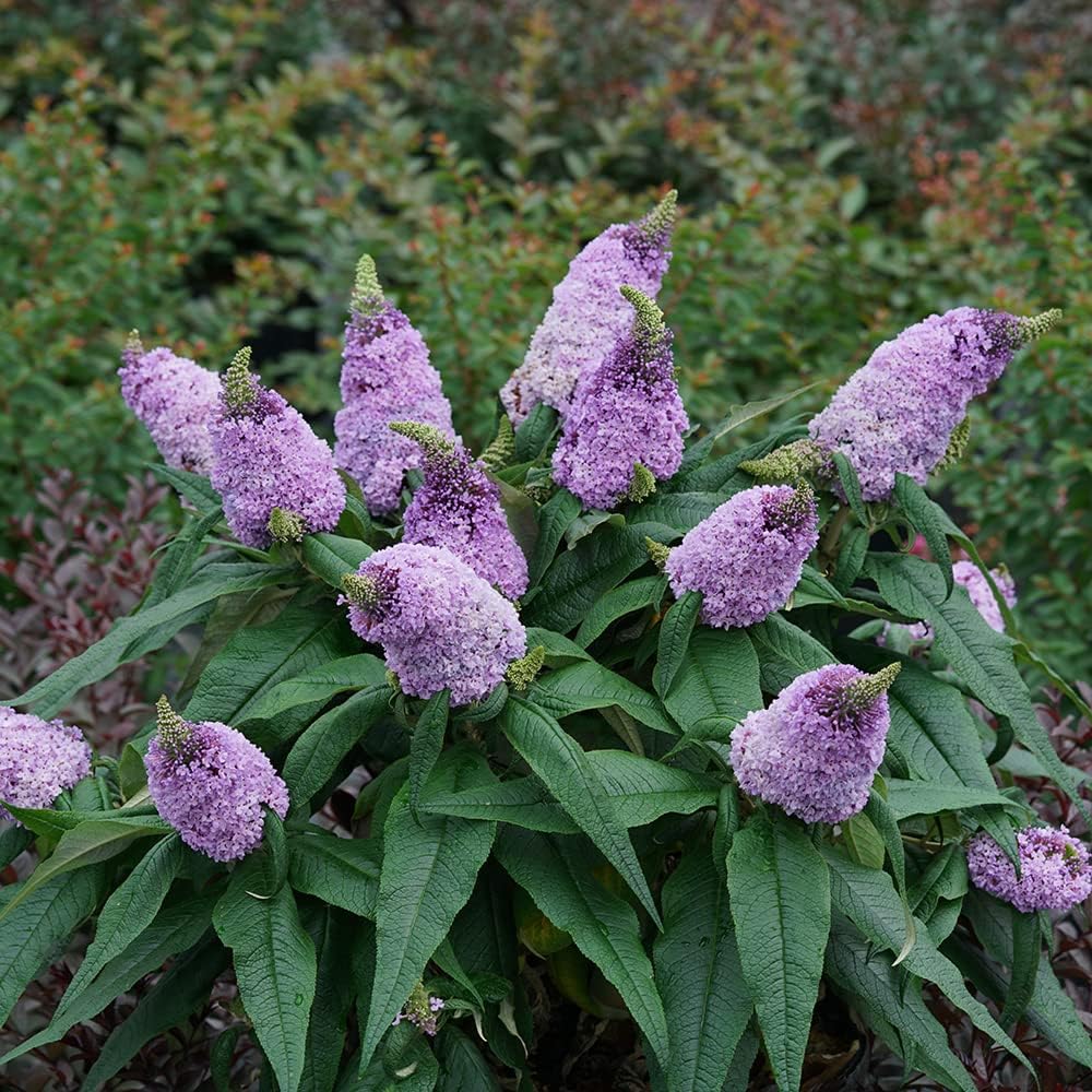 Amethyst Butterfly Bush - Deciduous Shrub - Light Purple Flowers - 3 Gallon Pot B5658
